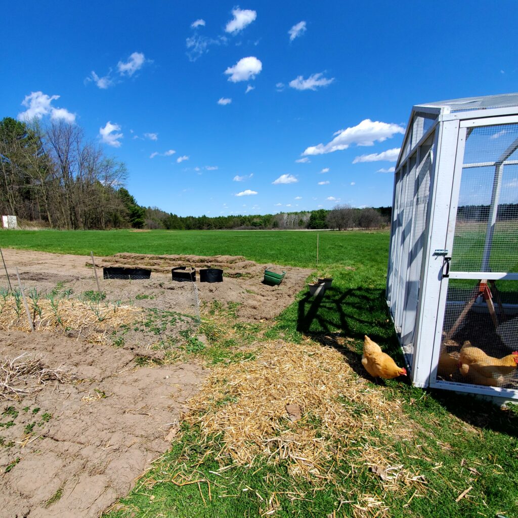 garden and chicken coop with chickens eating grass
