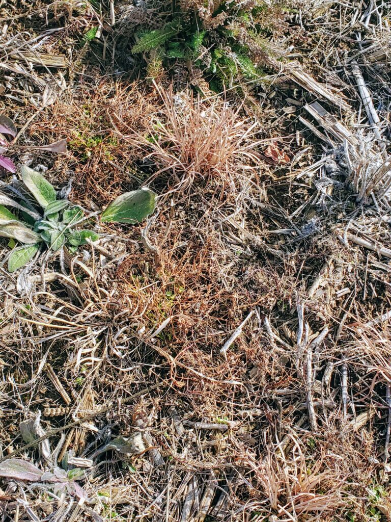 going carbon negative winter field close up